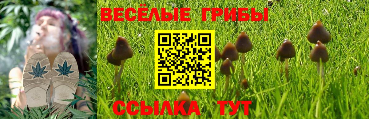 Галлюциногенные грибы Cubensis Карасук